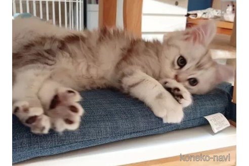 成約済の東京都のその他の猫種-94846の1枚目