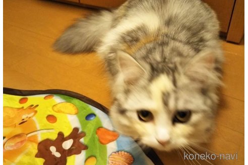 なつこちゃん1枚目