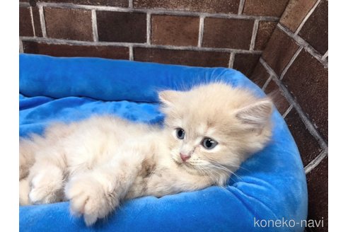 成約済の東京都のスコティッシュフォールド-94867の2枚目