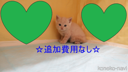 成約済の東京都のブリティッシュショートヘア-94877の1枚目