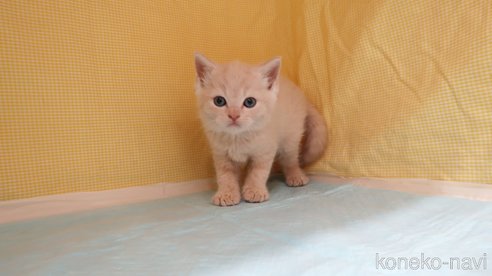 成約済の東京都のブリティッシュショートヘア-94877の2枚目