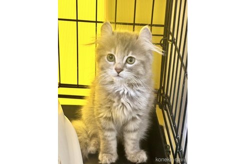 成約済の群馬県のアメリカンカール-94891の1枚目