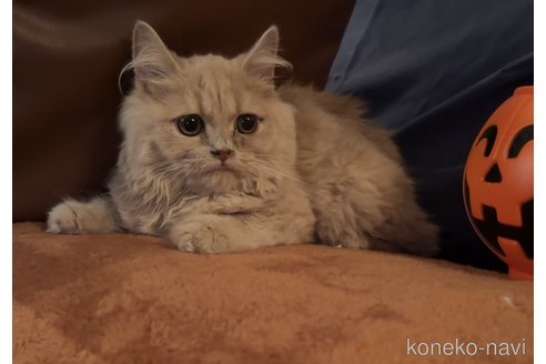 成約済の埼玉県のスコティッシュフォールド-78794の5枚目