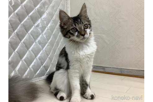 成約済の群馬県のマンチカン-94894の5枚目