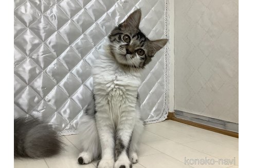 成約済の群馬県のマンチカン-94894の3枚目