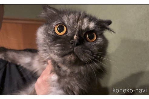 あんみつちゃん1枚目