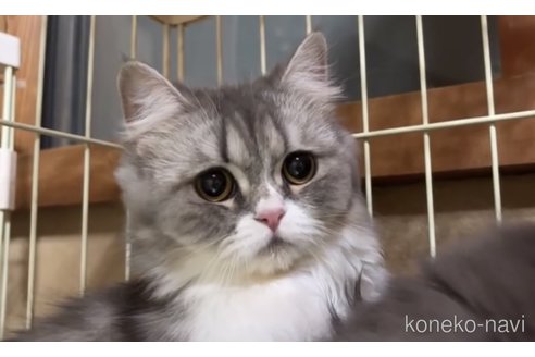 ののスコティッシュフォールド-