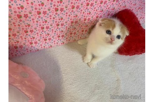 成約済の大阪府のスコティッシュフォールド(折れ耳)-94924の3枚目