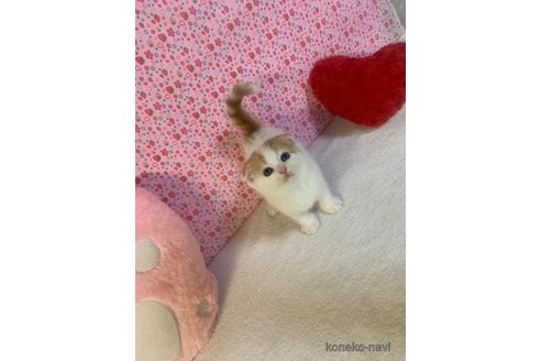 成約済の大阪府のスコティッシュフォールド(折れ耳)-94924の4枚目