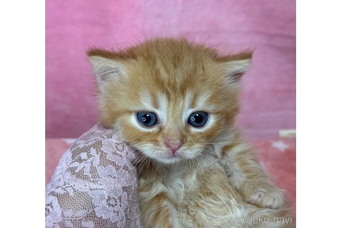 成約済の千葉県のミヌエット(短足)-94928の2枚目