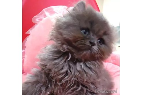 成約済の愛知県のミヌエット-94930の2枚目