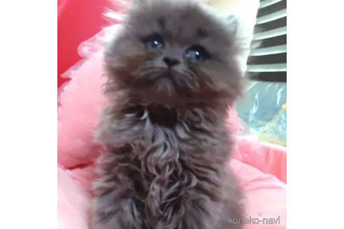 成約済の愛知県のミヌエット-94930の3枚目