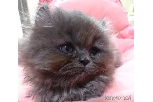 成約済の愛知県のミヌエット-94930の4枚目