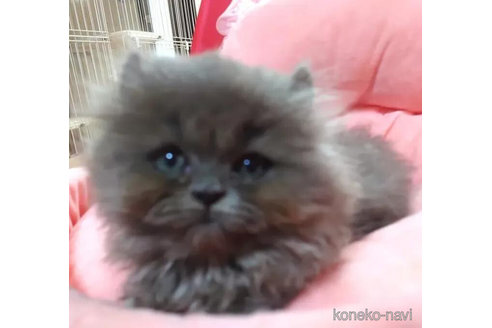 成約済の愛知県のミヌエット-94930の5枚目