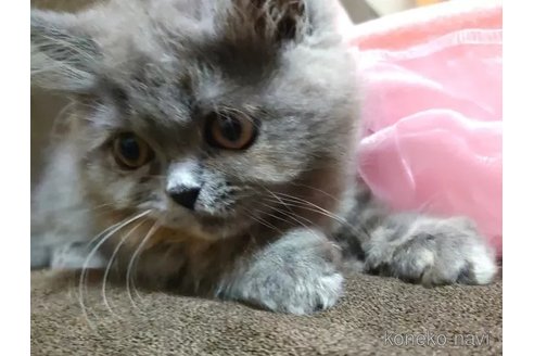 成約済の愛知県のエキゾチックショートヘア-94932の2枚目