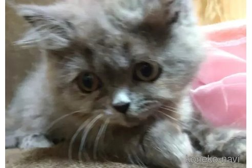 成約済の愛知県のエキゾチックショートヘア-94932の3枚目