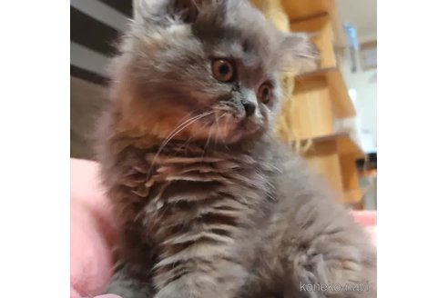 成約済の愛知県のエキゾチックショートヘア-94932の4枚目