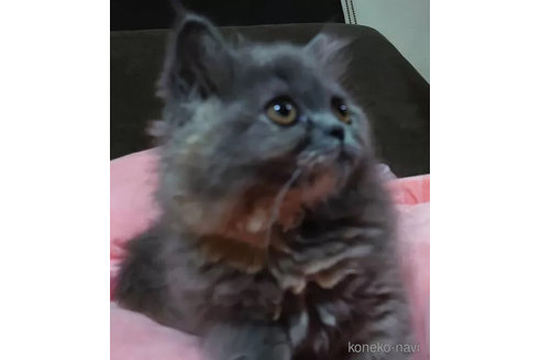 成約済の愛知県のエキゾチックショートヘア-94932の5枚目