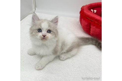 成約済の愛知県のラガマフィン-94939の4枚目