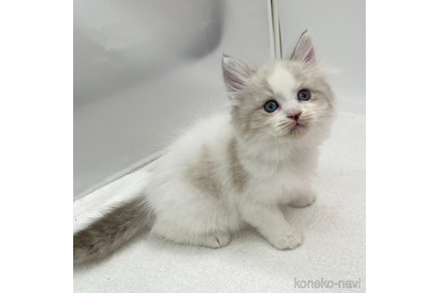 成約済の愛知県のラガマフィン-94939の2枚目