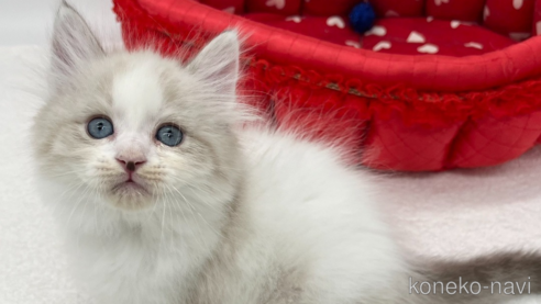 成約済の愛知県のラガマフィン-94939の1枚目