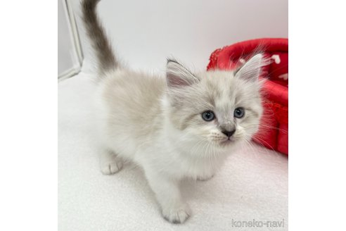 成約済の愛知県のラガマフィン-94943の3枚目