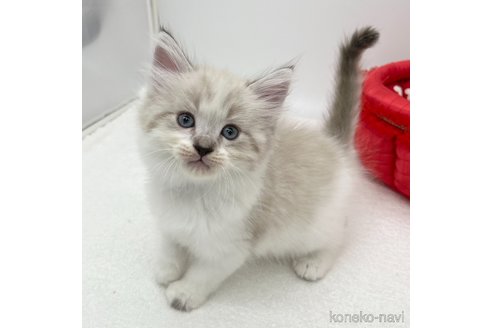 成約済の愛知県のラガマフィン-94943の4枚目