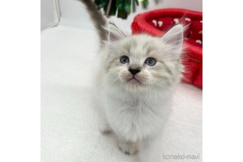 成約済の愛知県のラガマフィン-94943の2枚目