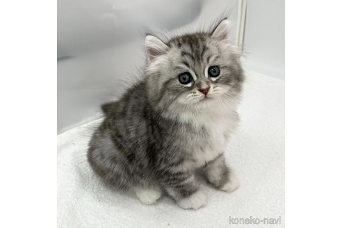 成約済の愛知県のラガマフィン-94944の3枚目