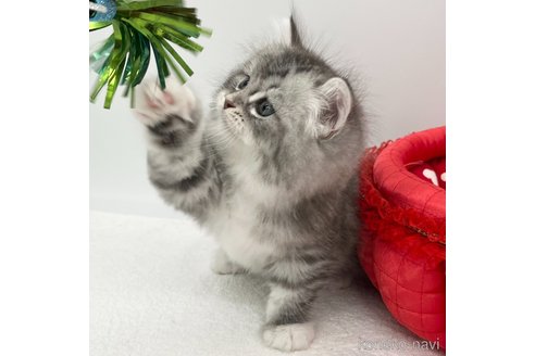 成約済の愛知県のラガマフィン-94944の4枚目