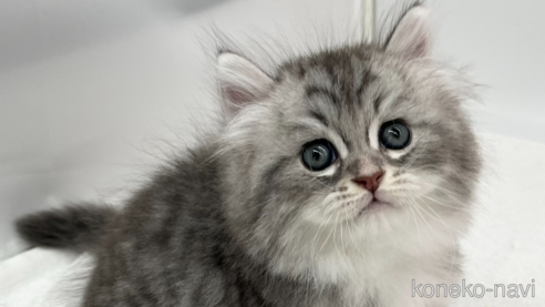 成約済の愛知県のラガマフィン-94944