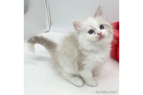 成約済の愛知県のラガマフィン-94945の2枚目