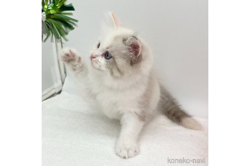 成約済の愛知県のラガマフィン-94945の4枚目