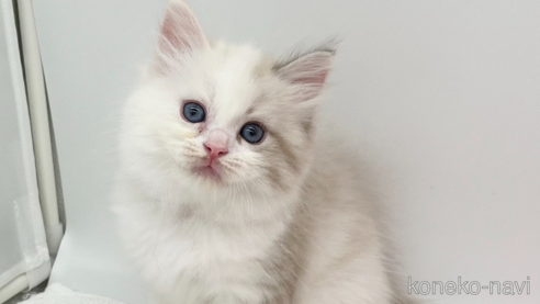 成約済の愛知県のラガマフィン-94945