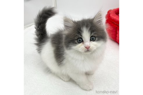 成約済の愛知県のラガマフィン-94946の4枚目