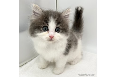 成約済の愛知県のラガマフィン-94946の2枚目