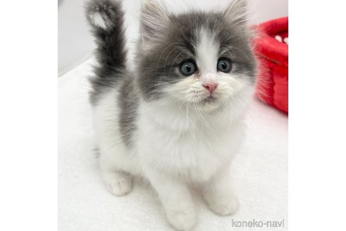 成約済の愛知県のラガマフィン-94946の3枚目