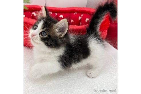 成約済の愛知県のマンチカン(短足)-94947の3枚目