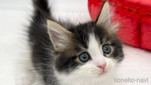 成約済の愛知県のマンチカン(短足)-94947の1枚目