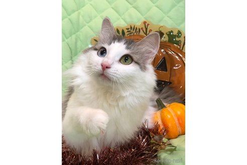 成約済の兵庫県のノルウェージャンフォレストキャット-94948の8枚目
