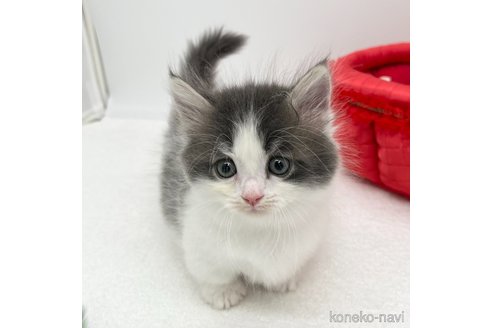 成約済の愛知県のマンチカン(短足)-94949の4枚目