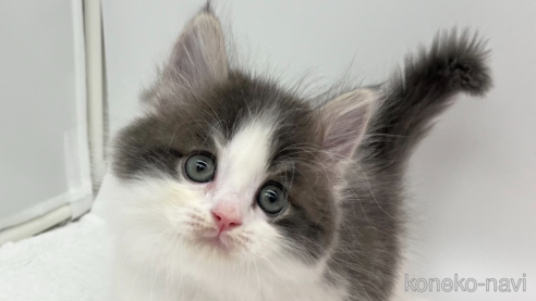 成約済の愛知県のマンチカン(短足)-94949