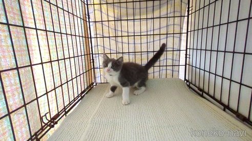 成約済の茨城県のブリティッシュショートヘア-93321の3枚目