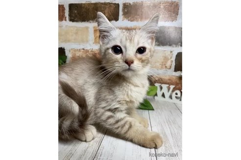 成約済の岐阜県のマンチカン-94977の3枚目