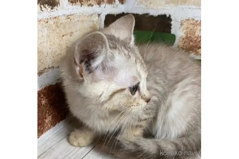 成約済の岐阜県のマンチカン-94977の5枚目
