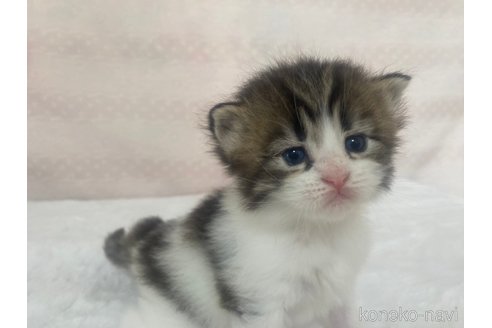 成約済の栃木県のサイベリアン-94984の8枚目