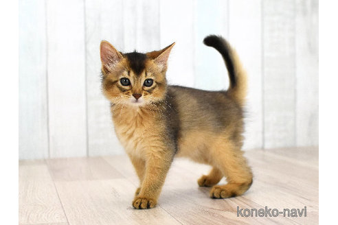 成約済の大阪府のソマリ-94990の6枚目