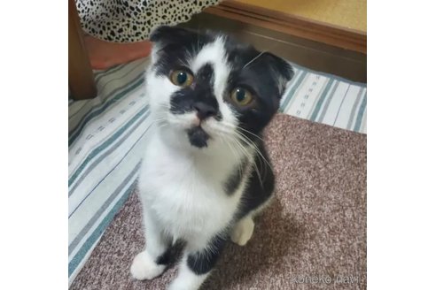 成約済の愛知県のスコティッシュフォールド(折れ耳)-95029の4枚目
