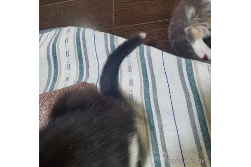成約済の愛知県のスコティッシュフォールド(折れ耳)-95029の2枚目