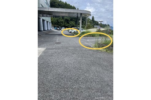 成約済の千葉県のマンチカン-92863の3枚目